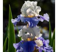 Facile da pulire, molto esclusivo, EMulticolore ad alto rendimento. Bella grande, facile da coltivare, resistente all'inverno, esterno, 6 cipolle