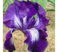 Facile da pulire, molto esclusivo, EMulticolore ad alto rendimento. Bella grande, facile da coltivare, resistente all'inverno, esterno, 15 cipolle