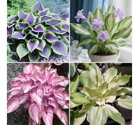 Facili da piantare, i bulbi di hosta sono resistenti al freddo e alla siccità e hanno colori misti, molto adatti ai principianti-15bulbi-D