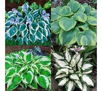 Facili da piantare, i bulbi di hosta sono resistenti al freddo e alla siccità e hanno colori misti, molto adatti ai principianti-10bulbi-B