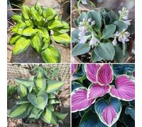 Facili da piantare, i bulbi di hosta sono resistenti al freddo e alla siccità e hanno colori misti, molto adatti ai principianti-10bulbi-A