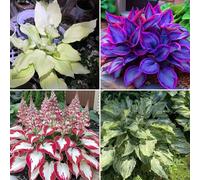 Facili da piantare, i bulbi di hosta sono resistenti al freddo e alla siccità e hanno colori misti, molto adatti ai principianti-15bulbi-E