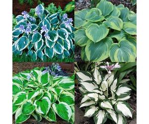 Facili da piantare, i bulbi di hosta sono resistenti al freddo e alla siccità e hanno colori misti, molto adatti ai principianti-4bulbi-B