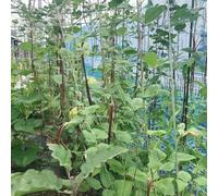 fagioli al metro - Vigna unguiculata di Camas elevadas el giardino semi di giardino semi 500pcs