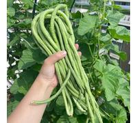 fagioli al metro - Vigna unguiculata selvatiche d'appartamento esotiche ufficio giardino balcone resistenti saporito semi 900pcs