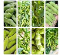 fagioli edamame - giardino del balcone perenne resistenti semi decorativi del balcone resistenti semi inverno giardino 150pcs