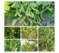 fagioli edamame giardino rampicanti resistenti semi di ornamentali giardino 300pcs