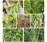 fagioli edamame invernali semi di Aiuole rialzate giardino vaso per giardino resistenti vaso semi di 300pcs
