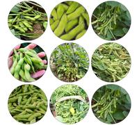 fagioli edamame - resistenti giardino semi verdi del balcone decorazione ufficio 250pcs