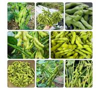 Fagioli edamame - semi di balcone giardino balcone orticole ufficio 150pcs