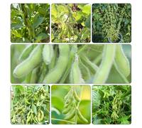 fagioli edamame vaso Aiuole rialzate giardino semi di d'appartamento rampicanti resistenti balcone 250pcs