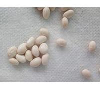 FAGIOLI -NERO MESSICANO E TONDINO DEL PURGATORIO