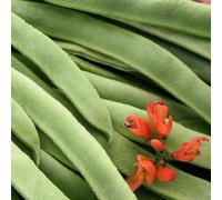 Fagioli rampicanti scarlatti - fagioli di fuoco, serre da balcone giardino da balcone vecchie varietà di giardino roccioso biologici, varietà antiche 80semi