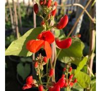 fagioli rampicanti scarlatti, giardino decorazione anticheà 40semi