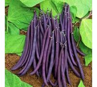 Fagiolo francese nano - Regina viola - 80 semi - semi di fagioli viola - Phaseolus - NPWS