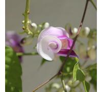 fagiolo lumaca - Vigna caracalla - balcone con interna decorazioni giardino per esterni d'appartamento esotiche Aiuole rialzate per il giardino rara rampicante 8semi