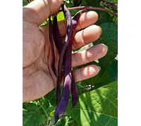 Fagiolo Mangiatutto Viola Rampicante a Cosse Violette - 50 Semi