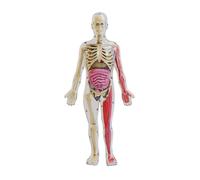 Fai da Te Assemblaggio Di Nottilucenti Umana Organ Skeleton Modello Anatomia per