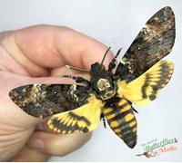 Falena Testa Di Morte Acherontia Atropos MASCHIO SET x1 A1- Entomologia BELLO