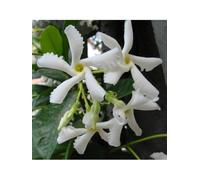 Falso Gelsomino "Rhyncospermum jasminoides" 12 piante in vaso con canna h 70 cm Vivaio di Castelletto