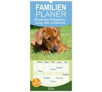 Familienplaner 2026 - Rhodesian Ridgeback - Jung, wild, zuckersüß mit 5 Spalten (Wandkalender, 21 x 45 cm) CALVENDO: Faszination Ridgeback - junge Energiebündel