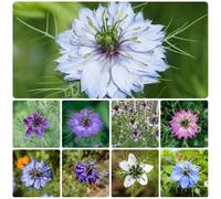 fanciulla dal seme verde, balcone perenni resistenti, tappezzanti nigella giardino roccioso, 400pcs