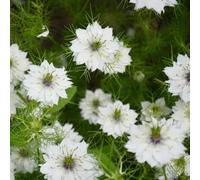 fanciulla dal seme verde, d'appartamento, nigella perenni resistenti, balcone, giardino 100pcs
