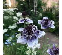 fanciulla dal seme verde, esterno, nigella giardino, antiche varietà letto rialzato, 300pcs