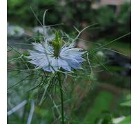 fanciulla dal seme verde, esterno, nigella giardino, perenni di selvatici resistenti, 50pcs