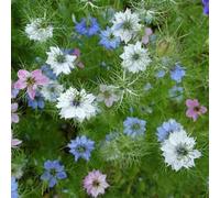 fanciulla dal seme verde, giardino roccioso, perenni di selvatici nigella d'appartamento, 250pcs