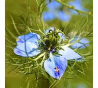 fanciulla dal seme verde, giardino sul balcone nigella perenni resistenti, tappezzanti, 1000pcs