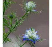 fanciulla dal seme verde, per esterni nigella perenni, giardino roccioso, 175pcs