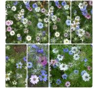 fanciulla dal seme verde, resistenti, balcone nigella giardino roccioso, perenni di selvatici, 800pcs