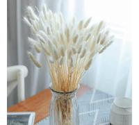 FANNAS 60 Pezzi Erba Della Pampas Fiori Secchi Coda di Coniglio Bouquet,Fiori Secchi Naturali Boho Decor Bouque Pampa di Coniglietto Essiccato per Matrimoni Home per La Casa (Bianco)