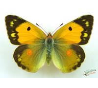 Farfalla Gialla Nuvolosa Colias Croceus SET x1 FM A1 Entomologia #j01.