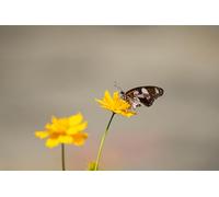 Farfalle sui fiori - Set di puzzle in legno da 500 pezzi: gioco di puzzle rilassante fai da te, rompicapo (14 anni+)