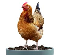 FarmCharm Chicken Stake | Acrylic 2D 3mm Weatherproof Lawn Ornament Garden Yard Decor Flat Hen Sculpture Outdoor Patio Ground Insert | Farmhouse Landscape Pathway Decoration Gift