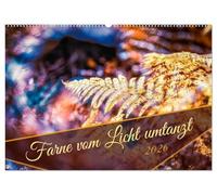 Farne vom Licht umtanzt (Wandkalender 2026 DIN A2 quer), CALVENDO Monatskalender: Farne bei verschiedenen Lichtstimmungen