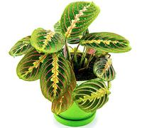 Fascinator Maranta Variegata Tricolore | Pianta tropicale da 20-30 cm in Vendita