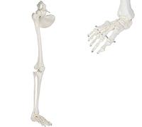 Fascio di scheletro per gambe umane, modello anatomico di scheletro dell'arto inferiore umano medico con tutte le ossa delle gambe, articolazione dell'anca rimovibile e piede completamente articolato