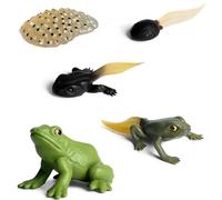 Fasi della vita di una rana - Modello di set educativo del ciclo di vita realistico della rana, miniature dettagliate | Modelli di crescita naturale Frog per scuole e insegnamento CIE