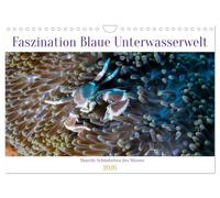 Faszination blaue Unterwasserwelt (Wandkalender 2026 DIN A4 quer), CALVENDO Monatskalender: Entdecke die Schönheit des Meeres in seiner wundersamen Farbenpracht und bizarren Formen