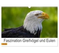 Faszination Greifvögel und Eulen (Wandkalender 2026 DIN A3 quer), CALVENDO Monatskalender: Die atemberaubenden Könige der Lüfte
