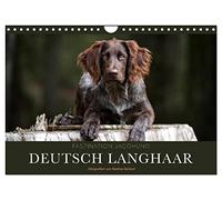 Faszination Jagdhund - Deutsch Langhaar (Wandkalender 2026 DIN A4 quer), CALVENDO Monatskalender: Deutsch Langhaar - Ein Leben neben der Jagd