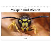 Faszination Makrofotografie: Wespen und Bienen (Wandkalender 2026 DIN A4 quer), CALVENDO Monatskalender: Wunderschöne Makroaufnahmen von Bienen und Wespen
