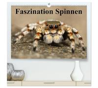 Faszination Spinnen (hochwertiger Premium Wandkalender 2026 DIN A2 quer), Kunstdruck in Hochglanz: Die achtbeinigen Webkünstler aus der Nähe