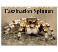 Faszination Spinnen (Wandkalender 2026 DIN A4 quer), CALVENDO Monatskalender: Die achtbeinigen Webkünstler aus der Nähe