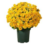 Faux Mums - 10 Bundle Fall Artificial Flowers, Decorative Autumn Plants For Home Indoor Outdoor Décor, Backyard, Bedroom, Balcony, Window Sill, Vase Arrangement, Party, Wedding & Table Centerpiece