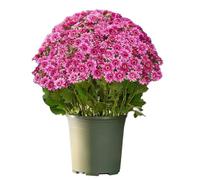 Faux Mums - 10 Bundle Fall Artificial Flowers, Decorative Autumn Plants For Home Indoor Outdoor Décor, Backyard, Bedroom, Balcony, Window Sill, Vase Arrangement, Party, Wedding & Table Centerpiece