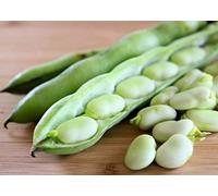 FAVA AGUADULCE SUPERSIMONIA A LUNGHISSIMO BACCELLO GR.250